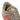 SNEAKERS Blacar/purrub/goldmt Adidas